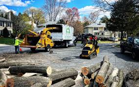 Best Tree Maintenance Programs  in Green Island, NY