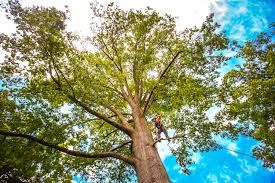 Best Lawn Grading and Leveling  in Green Island, NY