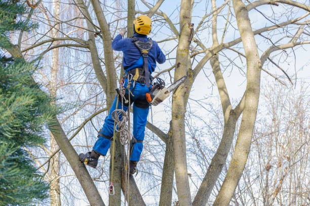 Best Arborist Consultation Services  in Green Island, NY