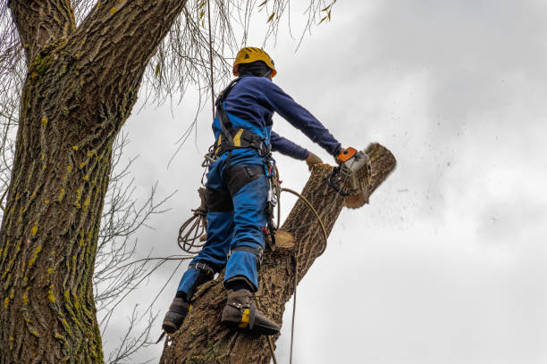 Best Seasonal Cleanup (Spring/Fall)  in Green Island, NY
