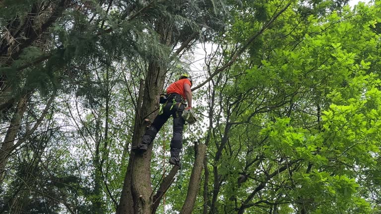 Best Tree Health Inspection  in Green Island, NY