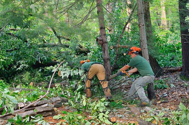 Best Stump Grinding and Removal  in Green Island, NY