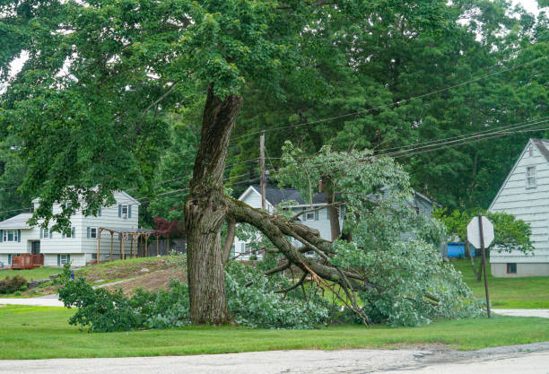 Best Tree Mulching  in Green Island, NY