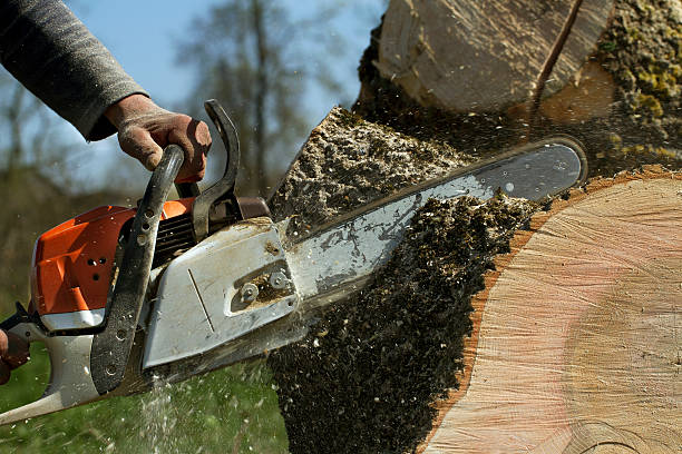 Professional Tree Services in Green Island, NY