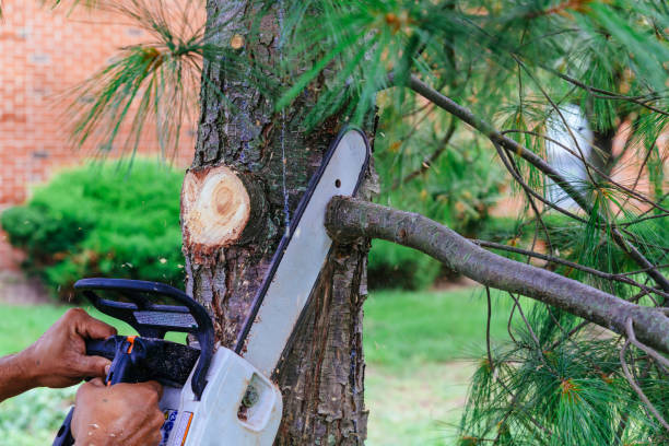 How Our Tree Care Process Works  in  Green Island, NY