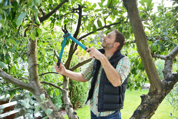 Best Fruit Tree Pruning  in Green Island, NY